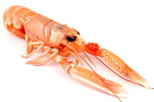 langoustine