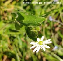 Stellaire aquatique