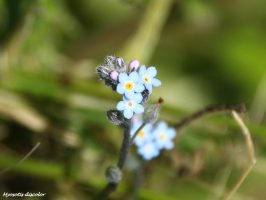 Myosotis