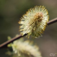 un-mur-de-fraises (11)